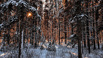 Forest, winter, sun, snow HD wallpaper