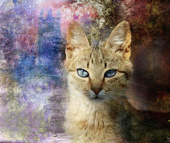 proud to be a cat, sweet, proud, cat, pet, lovely, nice HD wallpaper