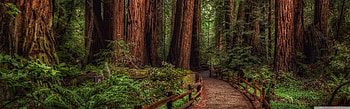 Cathedral Grove Rainforest ❤ for Ultra, Forest Dual Screen HD wallpaper