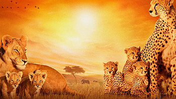 African Cats, african, cats, animals, lion, cheetah HD wallpaper