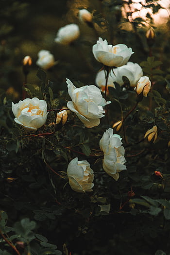 A cluster of white roses blooming in a moody dark green garden, evoking tranquility. HD phone wallpaper