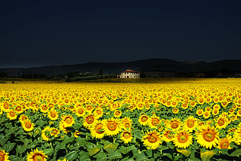 Sunflower Fields , sunflowers, field, flowers, nature HD wallpaper