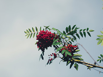 Nature, Sky, Leaves, Berries, Branch, Rowan HD wallpaper