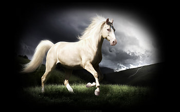 Horse, grass, run, sky HD wallpaper
