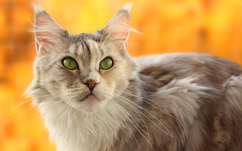 Animals, Cat, Muzzle, Blur, Smooth, Yellow Background HD wallpaper