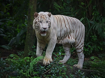 REGAL WHITE TIGER, cat, white, wild, tiger HD wallpaper