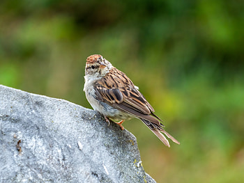 Chipping sparrow in Green-Wood Cemetery - Brooklyn, NY, USA, Animal, sparrow HD wallpaper