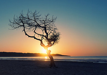 Tree Sunrise, coast, lake, sunrise, tree HD wallpaper