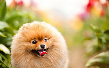 Animals, Nature, Fluffy, Dog, Muzzle, Stroll, Language, Tongue HD wallpaper