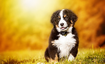 Cute Dog, dog, cute, pet, animals HD wallpaper