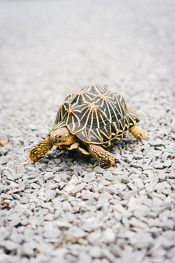Animals, Stones, Beach, Carapace, Shell, Turtle HD phone wallpaper