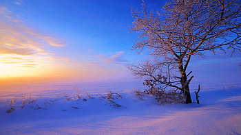 A warm sun rises over a frozen field in central Alberta during the winter, sky, snow, clouds, landscape, canada, tree HD wallpaper