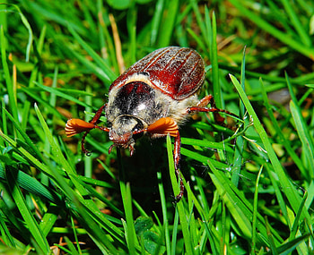 Grass, Macro, Insect, Chafer, Cockchafer HD wallpaper
