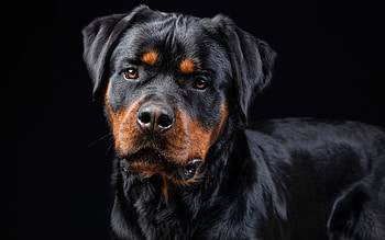 Rottweiler, dog, animal, face HD wallpaper