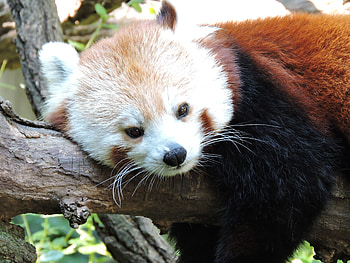 Animals, Lies, Muzzle, Red Panda, Little Panda, Small Panda HD wallpaper