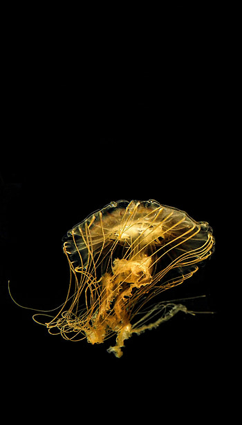 Animals, Water, Jellyfish, Tentacle HD phone wallpaper
