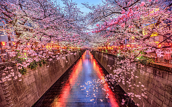 Sakura Cherry Blossoms, tunnel, canal, cherry blosoms, sakura HD wallpaper