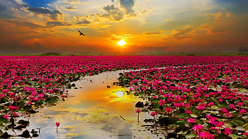 Lotus, flower, red, sky, nature, cloud, sunset, lake HD wallpaper