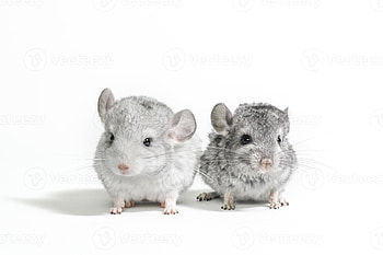 Chinchilla juniors on white background, Adorable pet rodents, Cute furry duo, genic little ones HD wallpaper
