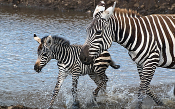 Zebras, baby, water, splash HD wallpaper