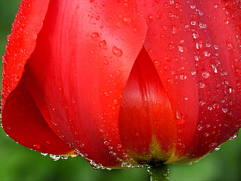 Plants, Flowers, Tulips, Drops HD wallpaper