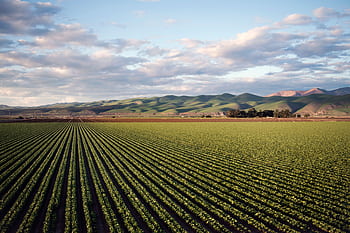 Aerial view of vast farmland with rows of crops and rolling hills in Santa Maria, CA. HD wallpaper