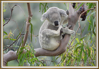 BEAUTIFUL KOALA, NATURE, KOALA, BEAUTIFUL HD wallpaper