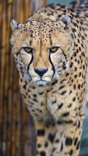 Animals, Cheetah, Predator, Big Cat, Sight, Opinion HD phone wallpaper