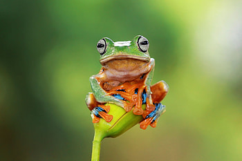 Javan Flying Tree Frog, frog, flying, javan, tree HD wallpaper