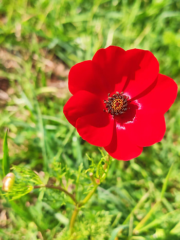 Çiçek, çiçek, bitki HD phone wallpaper