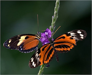 For our Monarch (Cherie), animal, butterfly, flower, nature, insect HD wallpaper