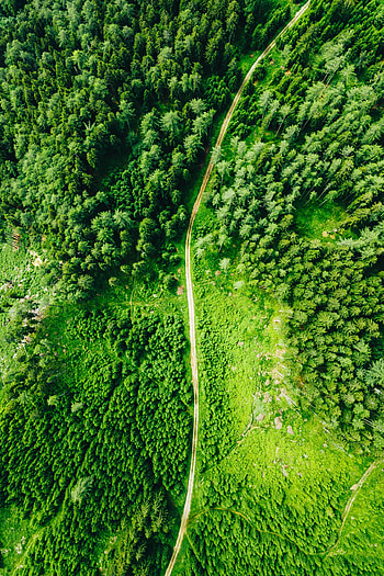 Nature, Trees, View From Above, Road, Forest, Spruce, Fir HD phone wallpaper