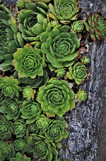 Plants, green succulent, green HD phone wallpaper