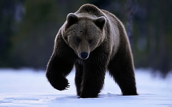Animals, Bears HD wallpaper