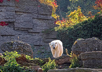 White Bear, cool, white, bear HD wallpaper