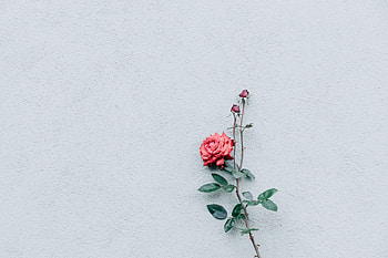 Bush, Rose Flower, Rose, Bud, Minimalism, Branch, Wall HD wallpaper