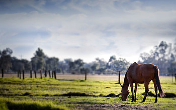 Animals, Trees, Grass, Stroll, Horse HD wallpaper