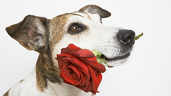 Dog, sweet, pay, dogs, puppies, cute, beautiful, beauty, playful, playful dog, puppy, dog face, pretty, animals, face, bubbles, lovely HD wallpaper