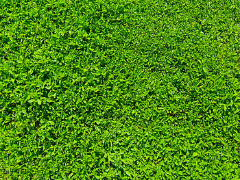 Grass , Green nature, Refreshing landscapes, Natural textures HD wallpaper