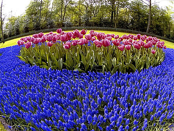 Pink and Blue, blue, pink, flowers, tulips HD wallpaper