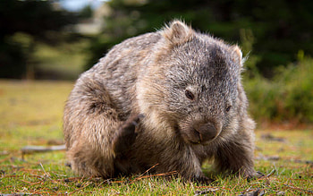Australian fauna, Cute wombat, Small marsupial, monitor HD wallpaper
