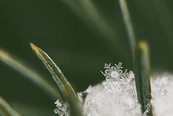 Grass, Snow, Plant, Macro HD wallpaper