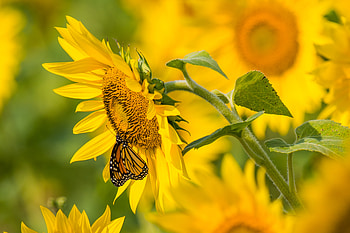 Flowers, Summer, Butterfly, Sunflower HD wallpaper