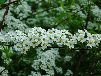 Flowers, Leaves, Bloom, Flowering, Branch, Garden, Spring HD wallpaper