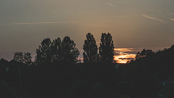 Trees, Sky, Night, Dark, Evening HD wallpaper