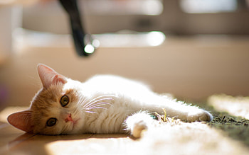 Animals, Kitty, Kitten, To Lie Down, Lie, Mat, Curious, Rug HD wallpaper