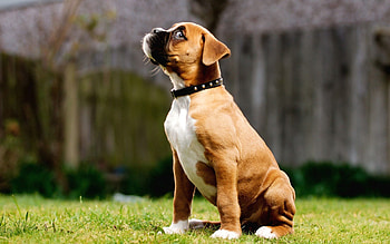 Animals, Grass, Stroll, Puppy, Collar HD wallpaper