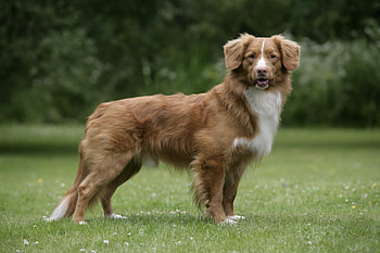Animals, Grass, Dog, Stroll, To Stand, Stand, Scottish Retriever, Novoshotland Retriever, Toller HD wallpaper
