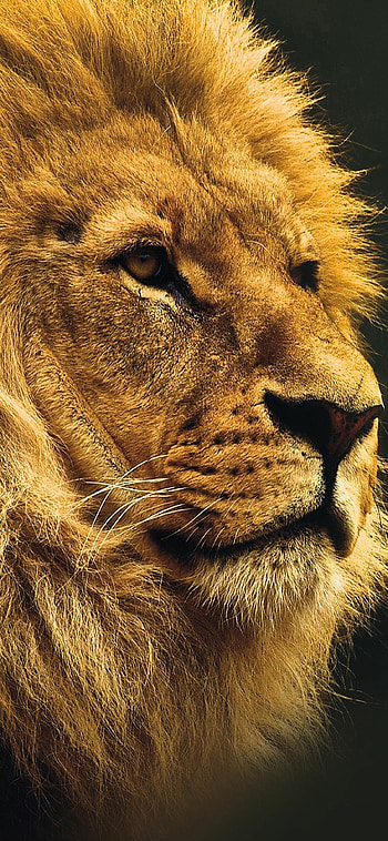 Lion X , Premium quality, Striking visuals, Impressive design HD phone wallpaper