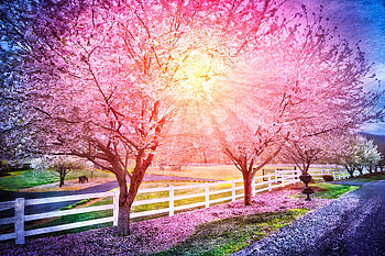 Light in the Cherry Trees, spring, sun, blossoms, fence HD wallpaper